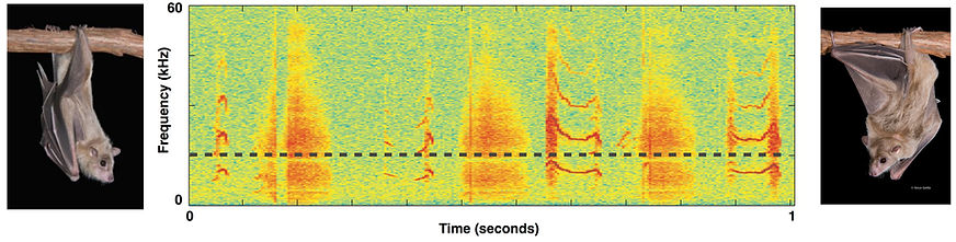vocal-img Behavioral Neuroscience