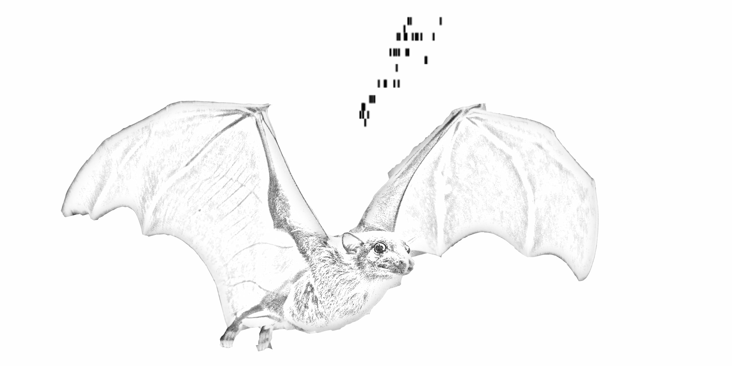 bat_drawing (1)